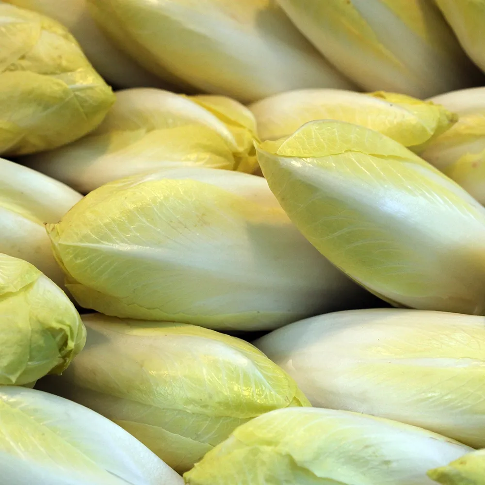 producteur-endive